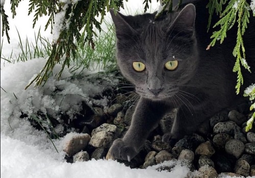 cat