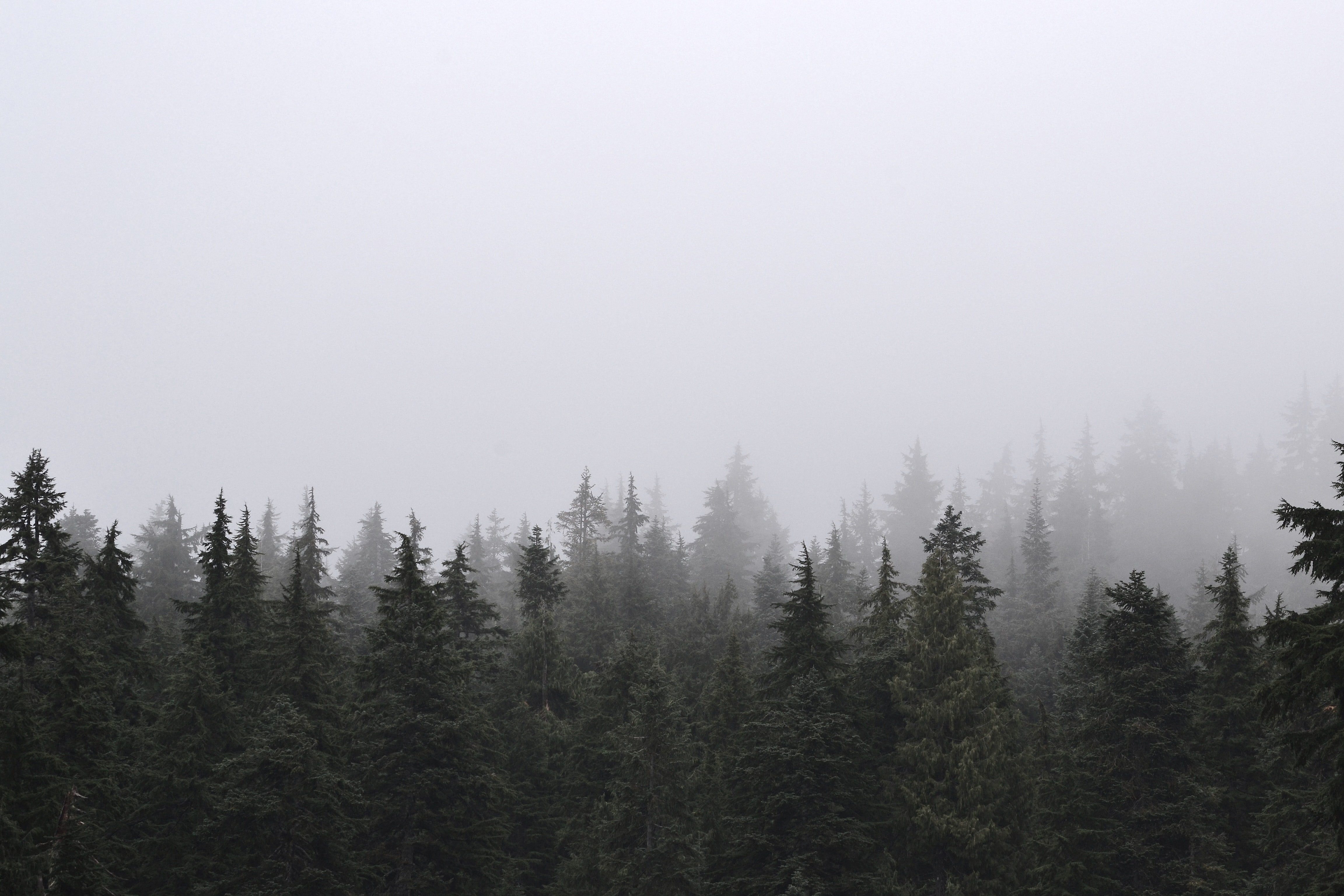 Forest Banner
