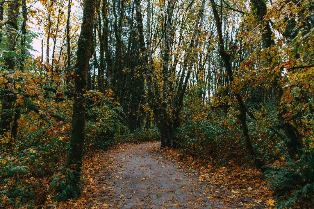Trail Banner