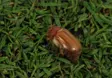 Chafer beetle