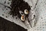 photo of three grubs on soil.