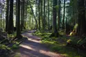 Trail