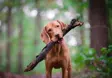 Dog on trail