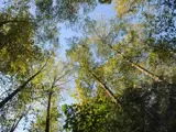 Tree-Cutting-Permits.jpg