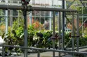 WRC-Greenhouse.jpg